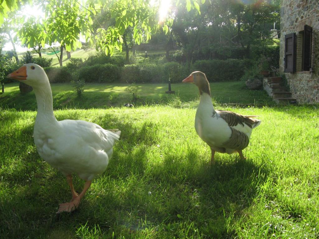 Agriturismo Il Mulino Delle Pile Chiusdino Bagian luar foto