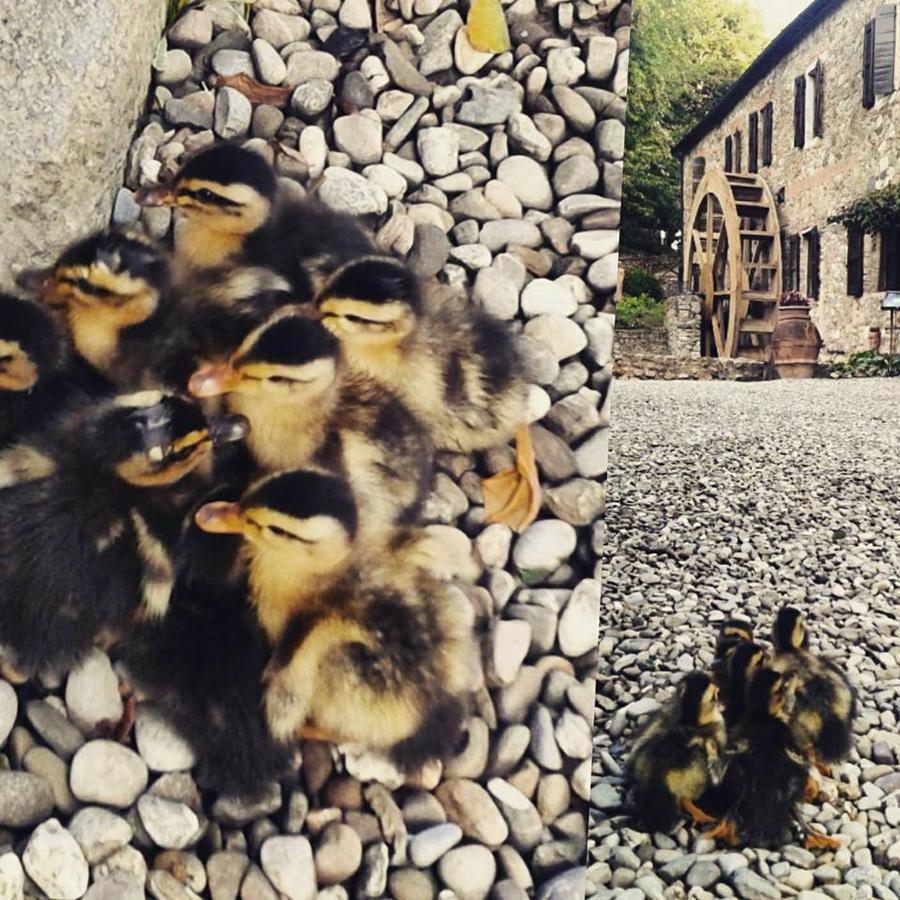 Agriturismo Il Mulino Delle Pile Chiusdino Bagian luar foto